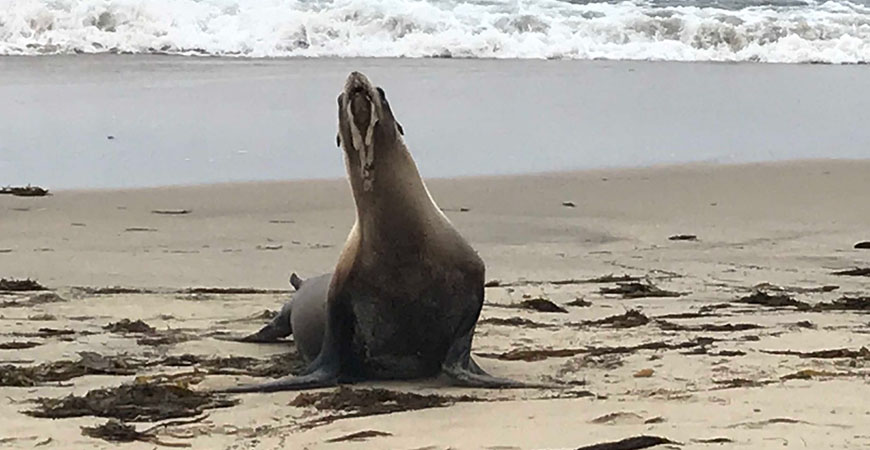 A sea lion suffering from domoic acid poisoning. Photo: Peter Wallerstein/ Marine Animal Rescue
